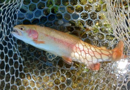 イトウ記録更新！ ～フィッシングパーク高島…